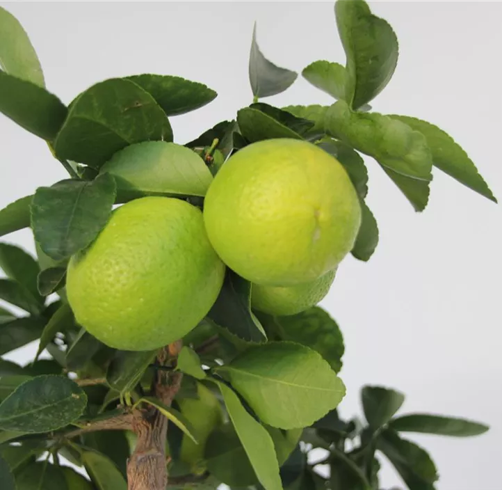 Caipi-Limette 'Lima Verde'