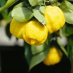 Citrus limetta Romana Ministamm