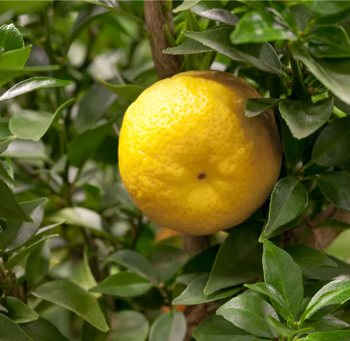 Süße Limette 'Romana'