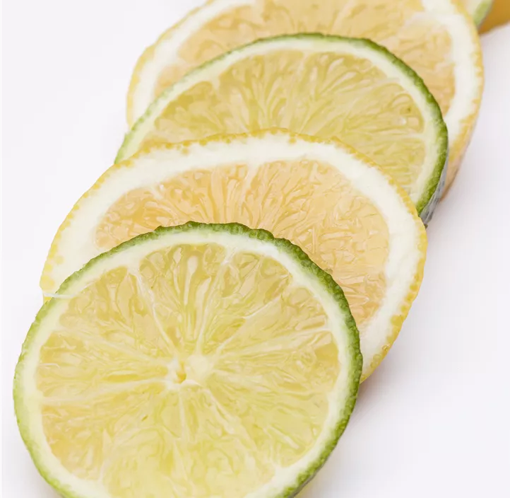 Süße Limette 'Romana'