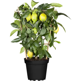 Citrus limone Spalier