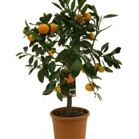 Citrus mandarino Cleopatra Ministamm