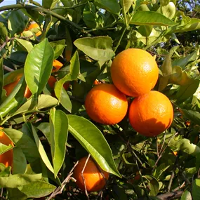 Citrus arancio sanguinello Ministamm