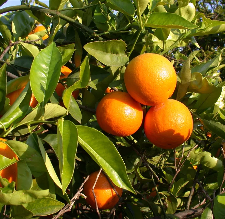 Blutorange 'Sanguinello'