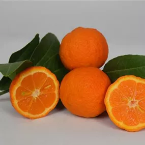 Citrus lima rossa Busch