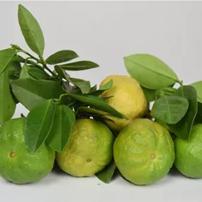 Citrus limetta Pursha Stamm