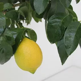 Citrus limon adamo Stamm