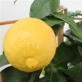 Citrus limon cerza Stamm