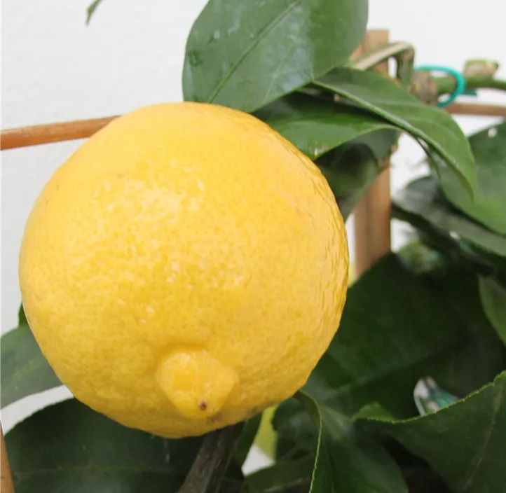 Zitrone 'Cerza'