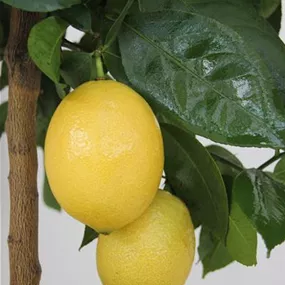 Citrus limon Danila Stamm