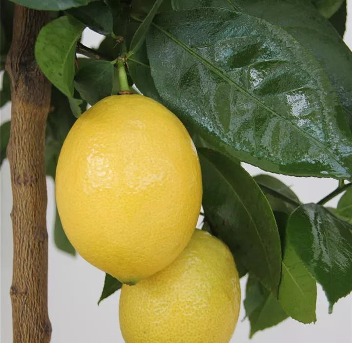 Zitrone 'Danila'