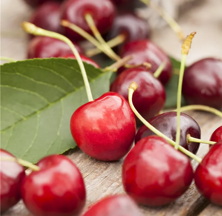Kirsche (Unsere Besten)