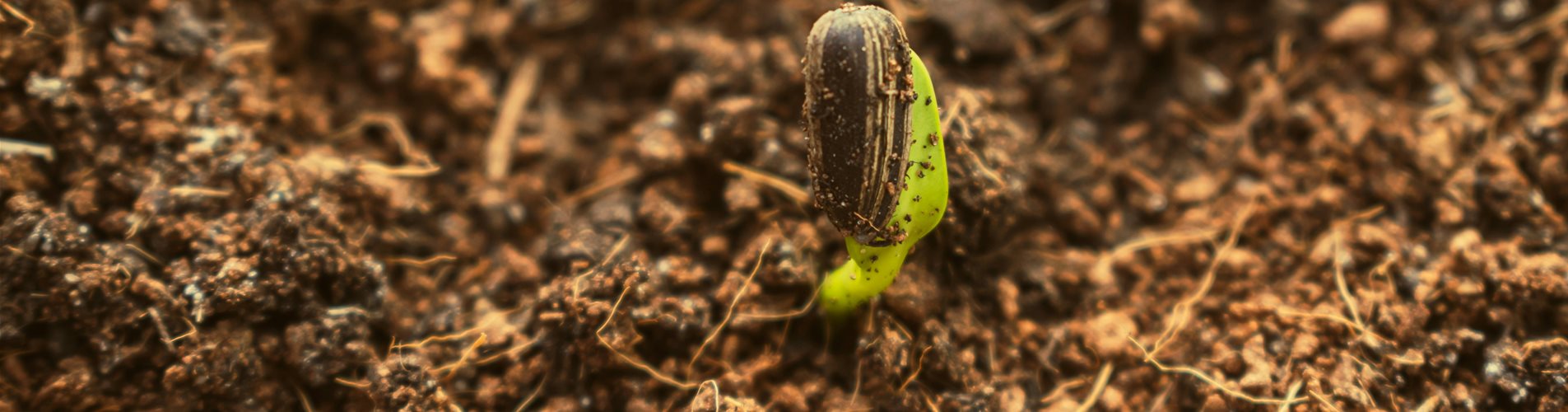 Verbesserung des Bodens Verbesserung des Bodens