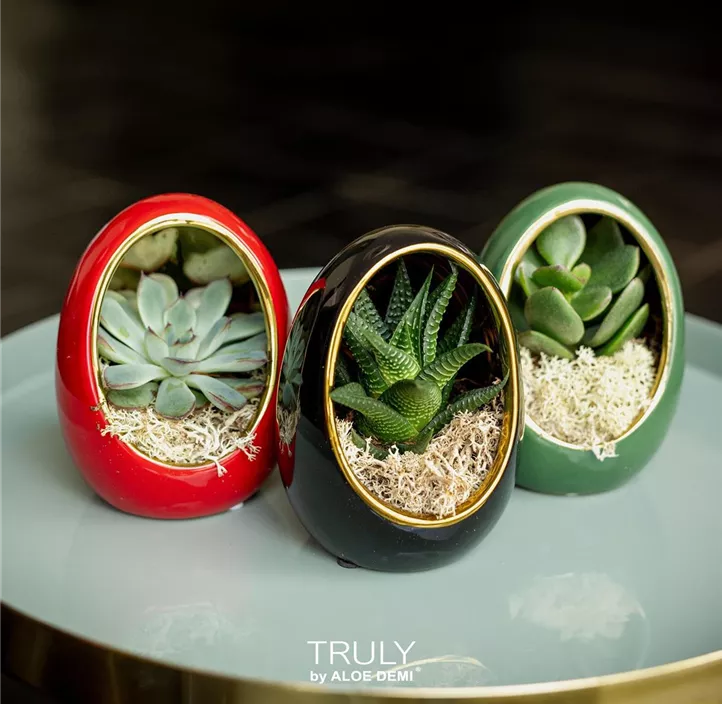 Sukkulenten im grünen Ei