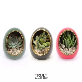 Sukkulenten im grünen Ei