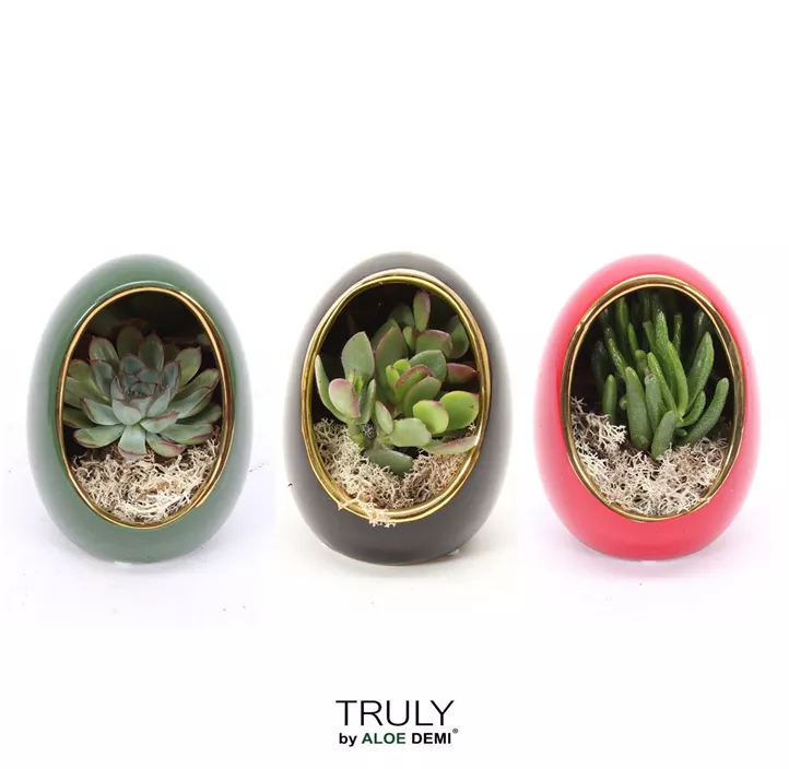 Sukkulenten im grünen Ei