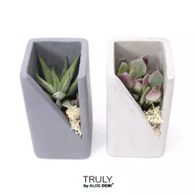 Sukkulenten-Set im Betontopf Quader