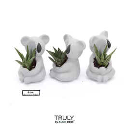 Sukkulenten-Set im Koala Topf