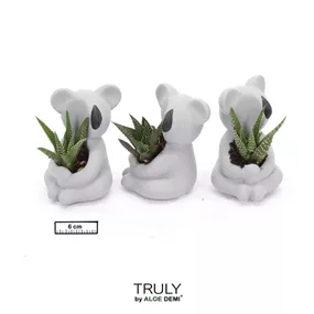 Sukkulenten-Set im Koala Topf