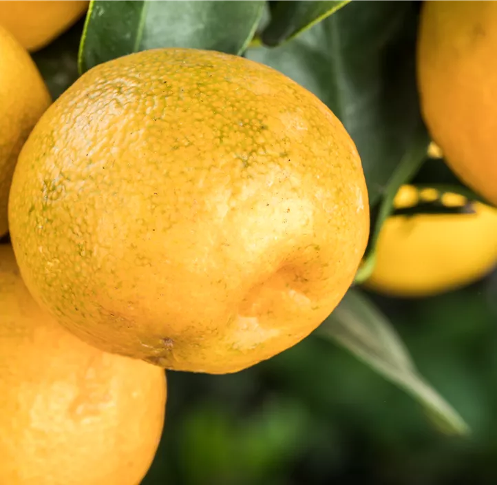 Changshou-Kumquat 'Obovata'