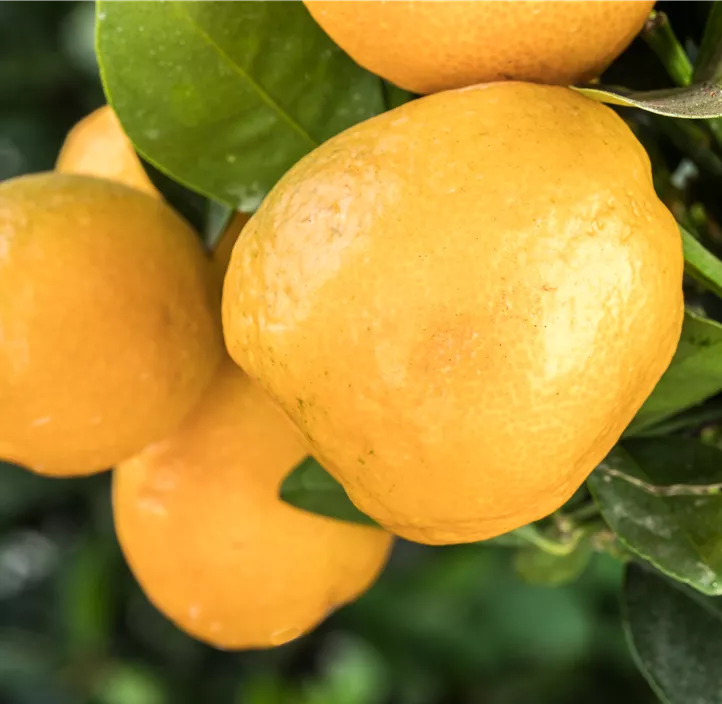 Changshou-Kumquat 'Obovata'