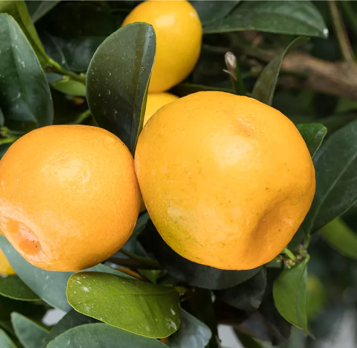Changshou-Kumquat 'Obovata'