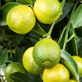 Citrus limon volkameriana Stamm