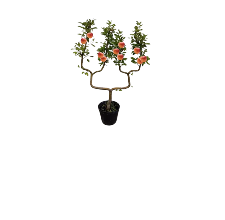 Obstbaum Doppel-U-Form