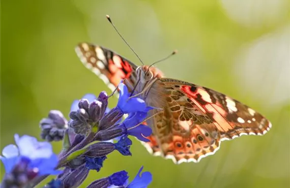 Schmetterlingsfreundlicher Garten Header März 2025 v2.jpg