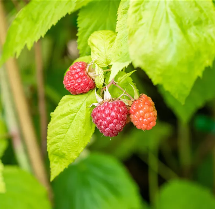 Beerenobstmix gestäbt