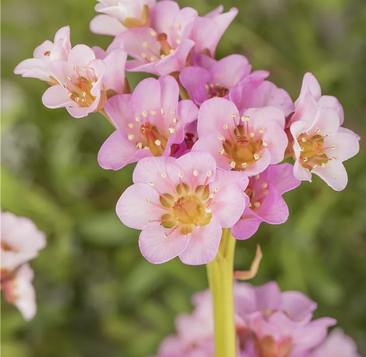 Bergenie 'Fairytale Romance'