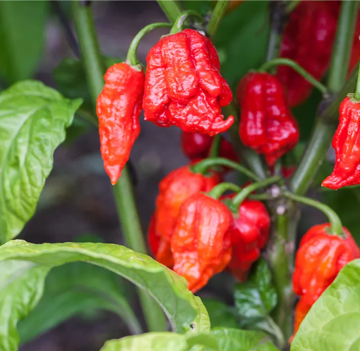 Chili 'Carolina Reaper'