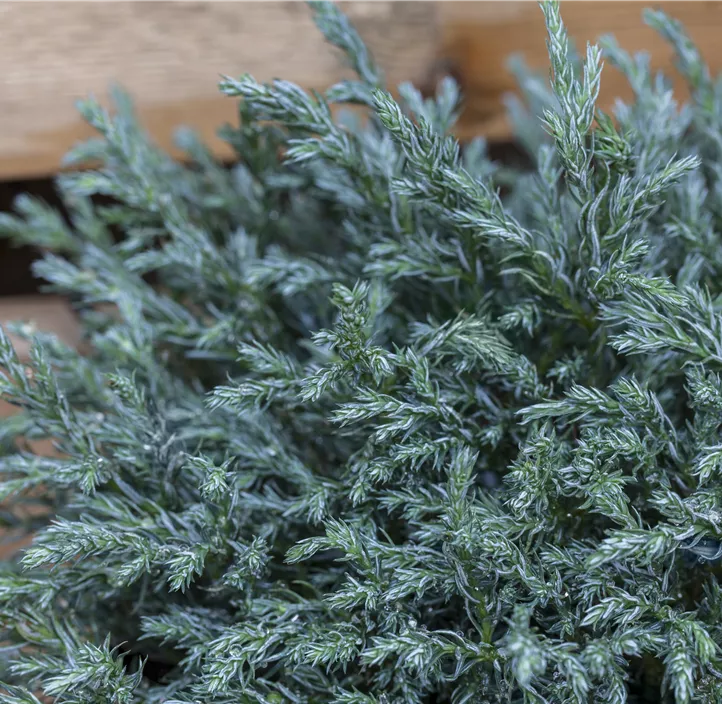 Sawara-Scheinzypresse 'Blue Moon'®