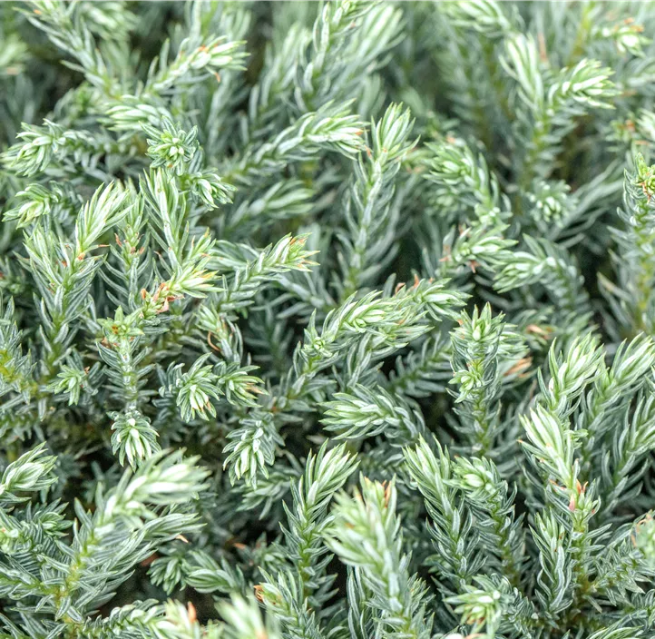 Sawara-Scheinzypresse 'Blue Moon'®