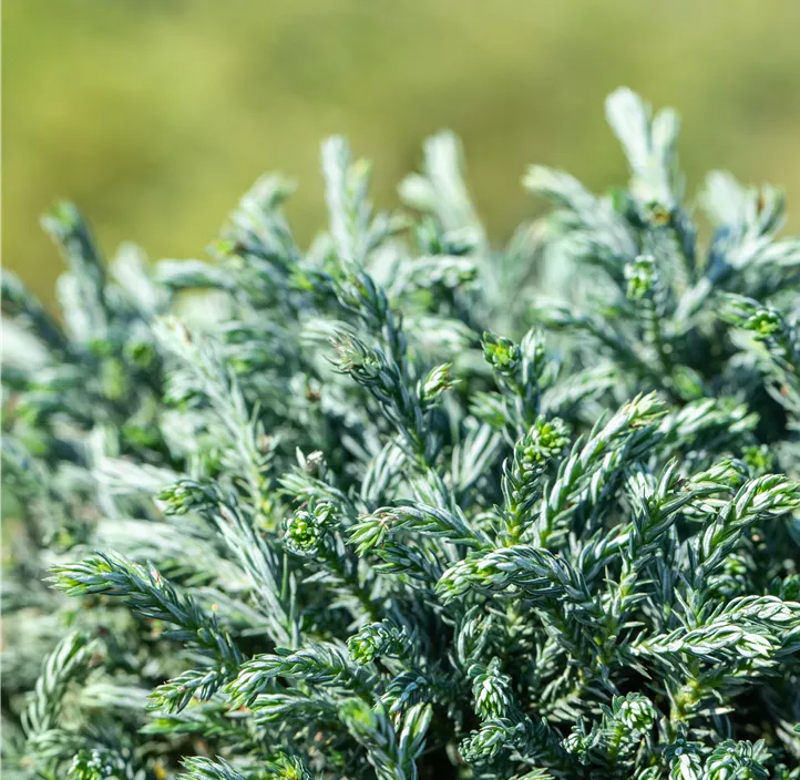 Sawara-Scheinzypresse 'Blue Moon'®