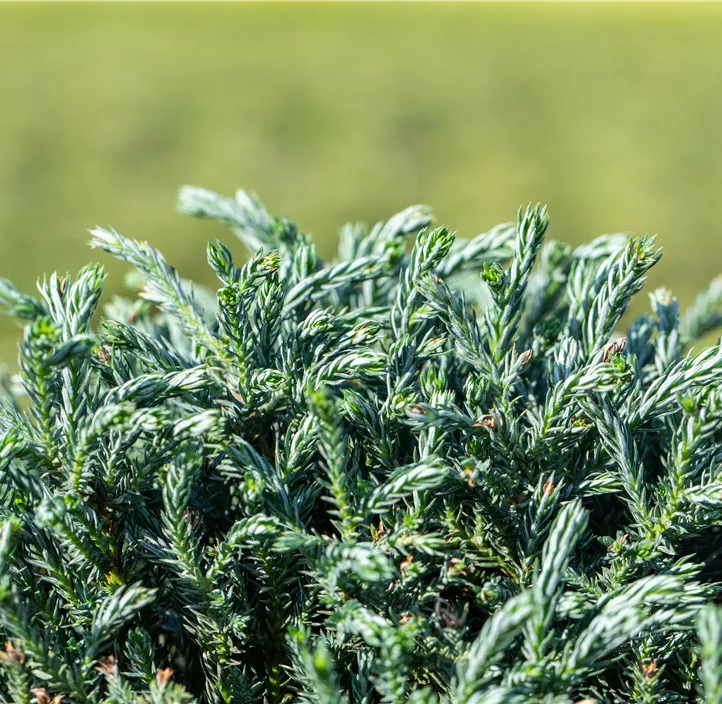 Sawara-Scheinzypresse 'Blue Moon'®