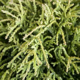 Chamaecyparis pisifera 'Sungold