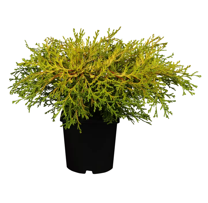 Fächerblatt-Zypresse 'Kamarachiba'