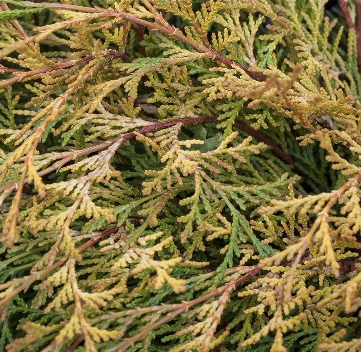 Fächerblatt-Zypresse 'Kamarachiba'