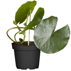 Nymphaea 'Attraction'