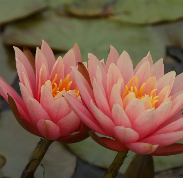 Garten-Seerose 'Aurora'