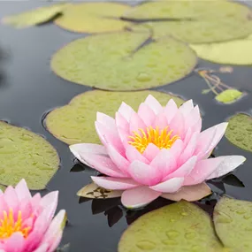 Nymphaea 'Firecrest'