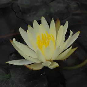 Nymphaea 'Joey Tomocik'