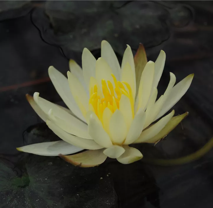 Seerose 'Joey Tomocik'