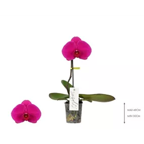 Phalaenopsis Singolo Shima