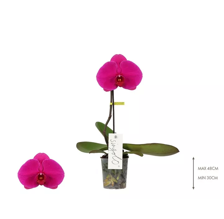 Schmetterlingsorchidee 'Singolo® Shima'