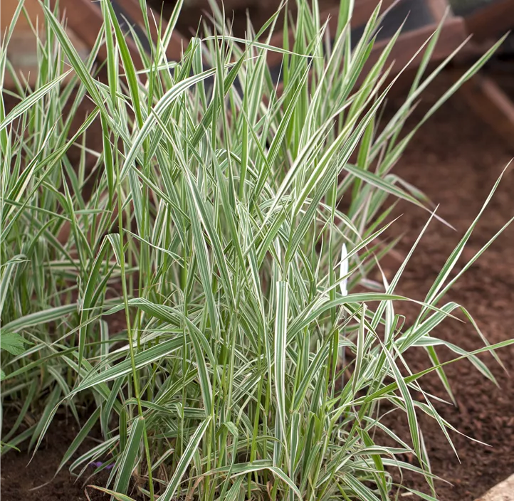 Garten-Rohr-Glanzgras 'Picta'