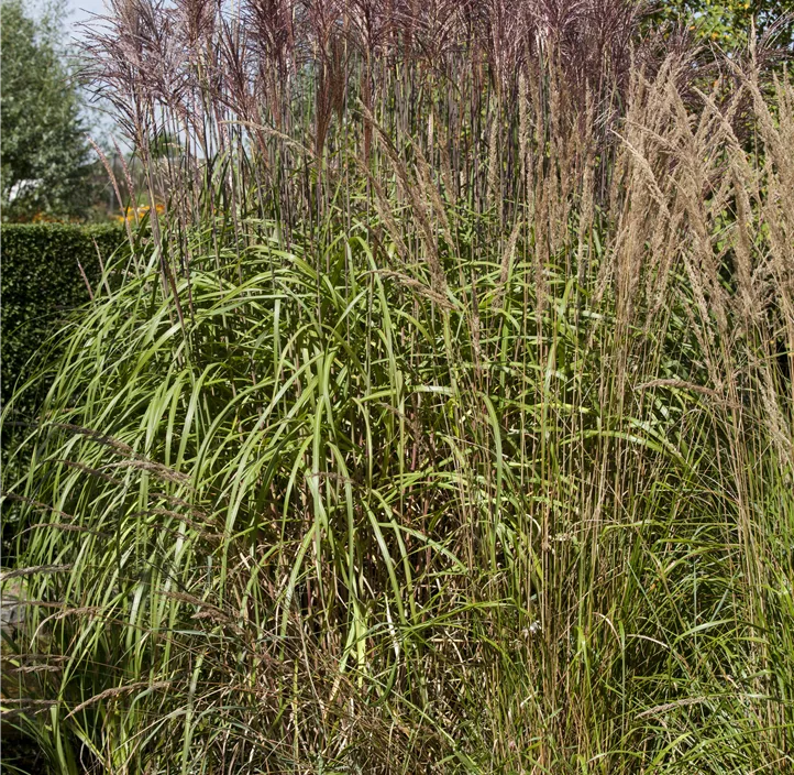 Gewöhnliches Schilf