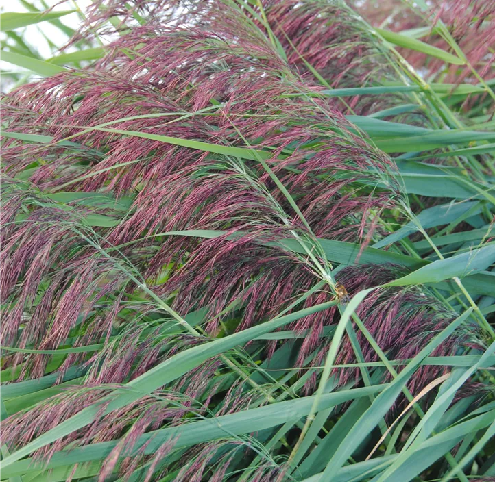 Gewöhnliches Schilf