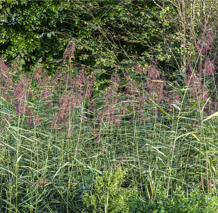 Gewöhnliches Schilf